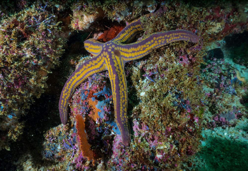 Coron Dive Trip