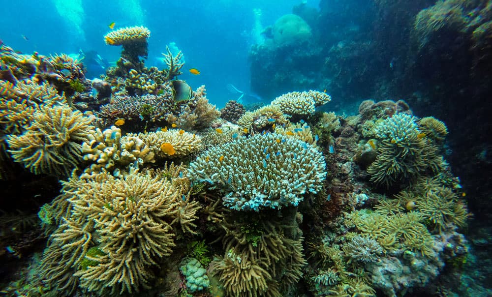 Ambon, Suanggi, Banda Dive Trip with Majestic Voyager
