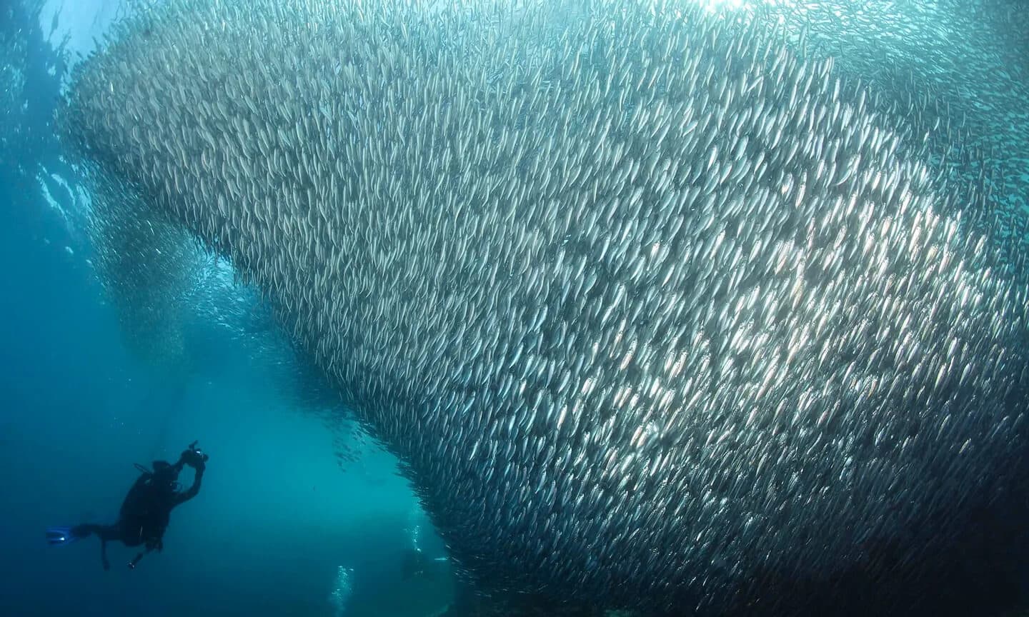 Moalboal Dive Trip